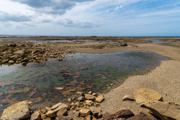 Lots of rock pools to explore at low tide on Robin Hoods Bay beach in North Yorkshire.
