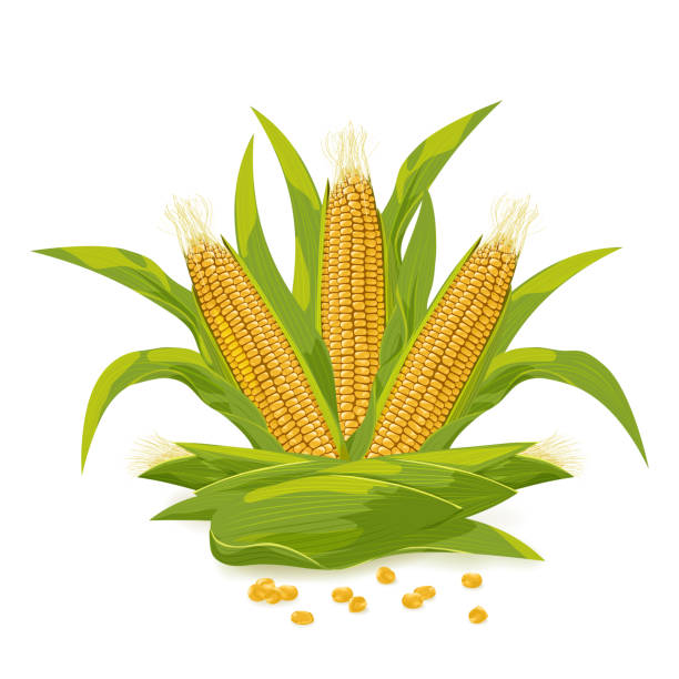 ilustraciones, imágenes clip art, dibujos animados e iconos de stock de ilustración vectorial de mazorca de maíz y logotipo de grano. - corn corn crop corn on the cob isolated