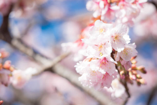 istock Flower in Japan 1169726197
