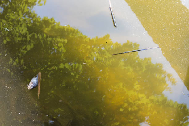 istock Dead Fish in the Lake 1169727112