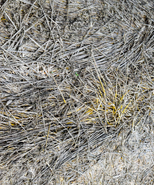 istock field of wheat 1169727175