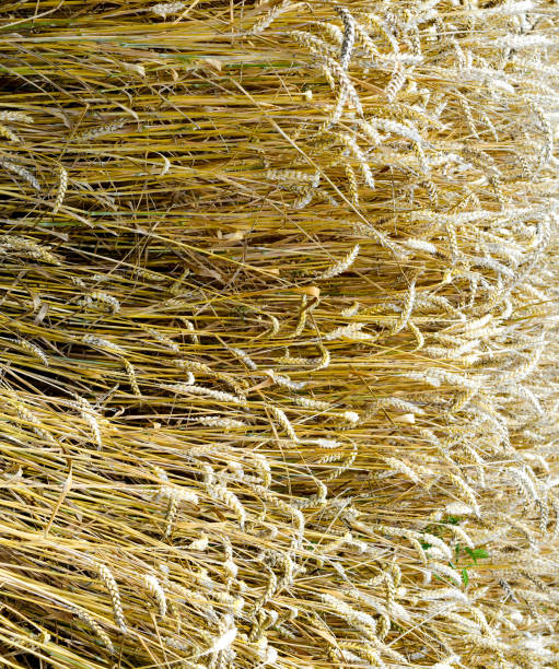 istock field of wheat 1169727204