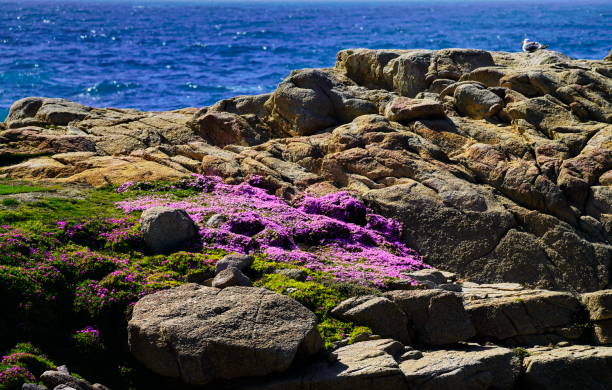 istock Pink wild flowers and rock cliff at Pacific Coast 1169727554