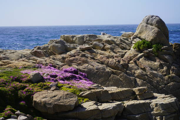 istock Pink wild flowers and rock cliff at Pacific Coast 1169727601
