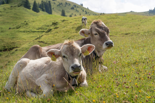 istock cattle grazing in the Allgau mountains 1169727777