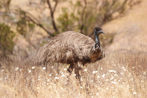 Image of an Emu on the plains around Jerilderie in the Riverina district of NSW