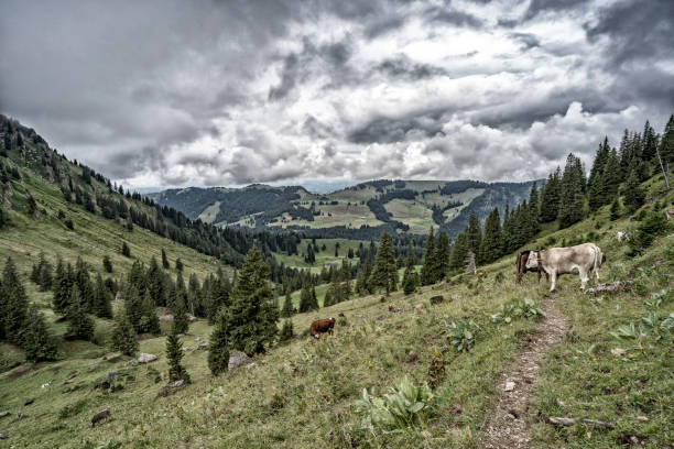 cattle grazing high up in the Allgaeu mountains near Oberstaufen