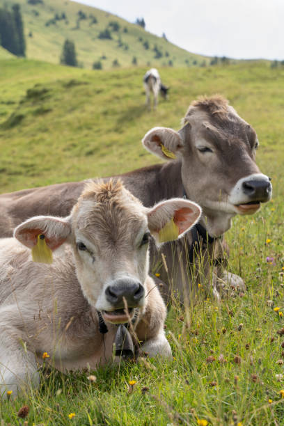 istock cattle grazing in the Allgau mountains 1169728910
