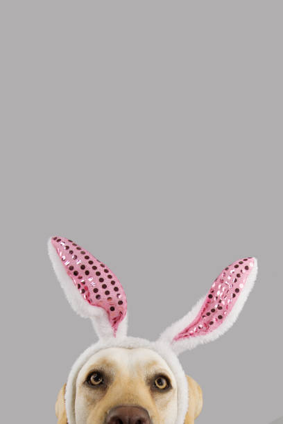istock Close-up hide dog wearing bunny or rabbit easter ears. Isolated on gray background. 1169729270