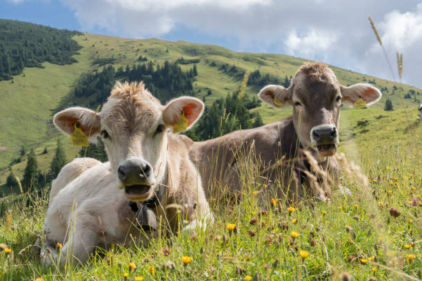 cattle grazing in the Allgau mountains cattle grazing high up in the Allgaeu mountains near Oberstaufen allgau stock pictures, royalty-free photos & images