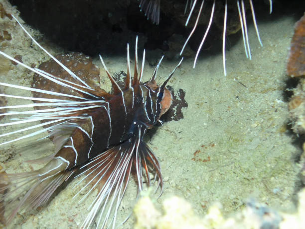 Clearfin Lionfish (Pterois radiata) in the Red Sea Clearfin Lionfish (Pterois radiata) in the Red Sea pterois radiata stock pictures, royalty-free photos & images