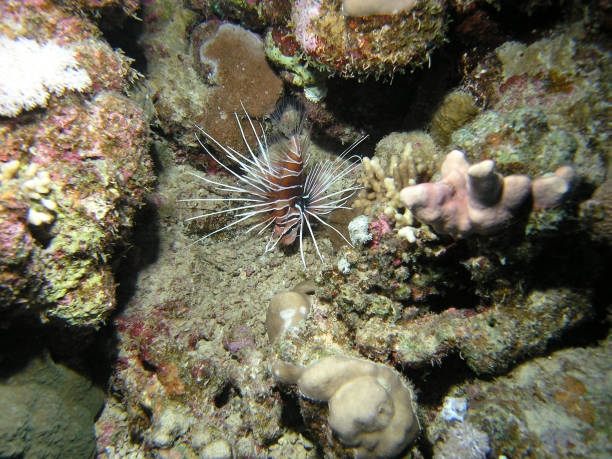 Clearfin Lionfish (Pterois radiata) in the Red Sea Clearfin Lionfish (Pterois radiata) in the Red Sea pterois radiata stock pictures, royalty-free photos & images