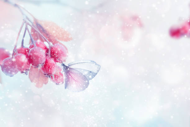 冬の魔法の森の物語。雪の森の中で壊れやすい柔らかい蝶とピンクのベリー。冬と秋のコンセプト。 - hawthorn berry fruit plant autumn ストックフォトと画像