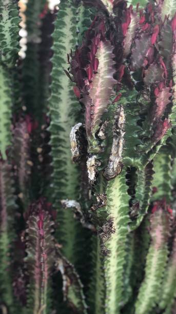 красный кактус - single flower desert spring red стоковые фото и изображения