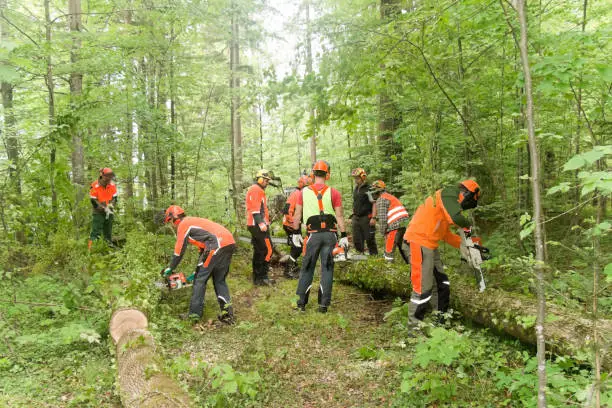 Training class of lumberjacks cutting felled trees