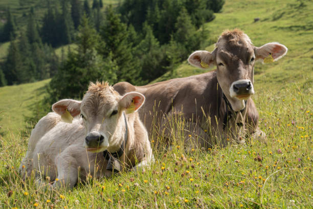 istock cattle grazing in the Allgau mountains 1169733552