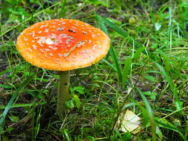 istock Fly agaric poisonous mushroom, beautiful bright hat with white dots. 1169734783