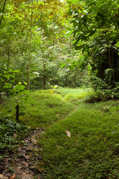 istock Path in forest at Niah caves national park 1169734848