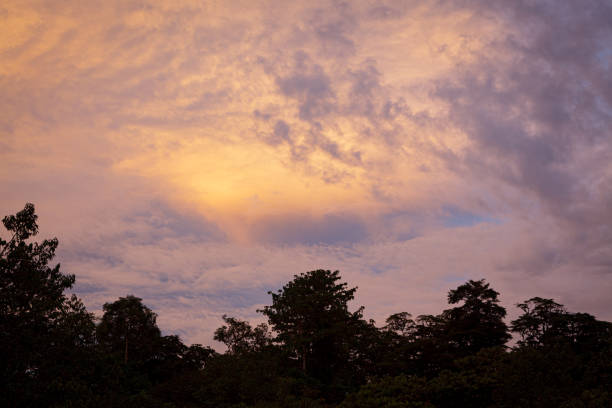 istock Tropical colorful vibrant sunset clouds and trees 1169734933