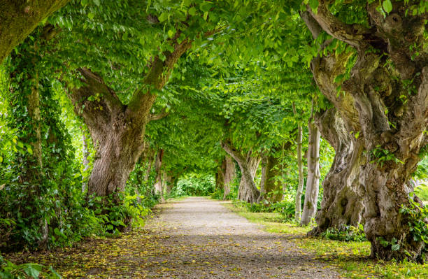 istock Reichersberg Abbey - Herrengarten, Heinbuchenallee 1169735019