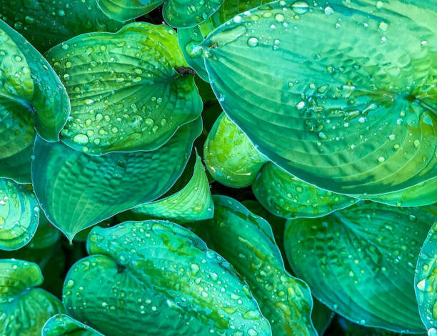 istock Leaves of Lilies 1169736701