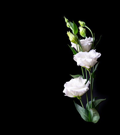 White lisianthus flowers on a black background, copy space.