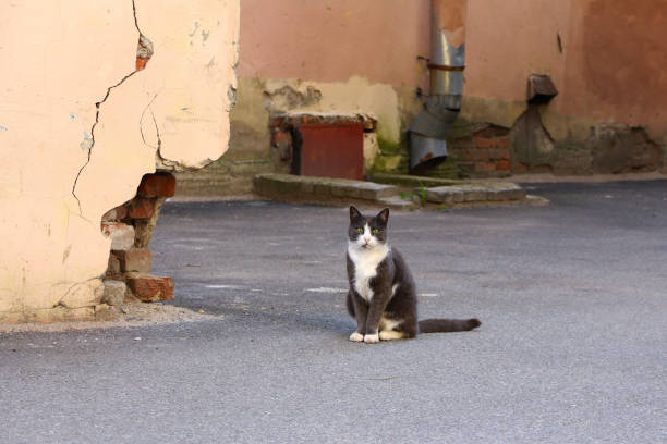 gato gris-blanco urbano con ojos verdes se sienta en el pavimento contra la pared de fondo de una casa antigua - domestic cat city life animal pets fotografías e imágenes de stock