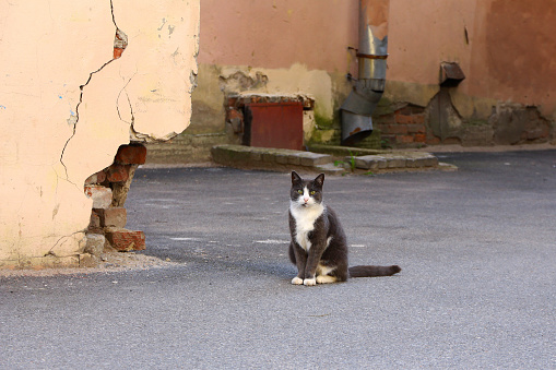a cat sits in the courtyard of a city house