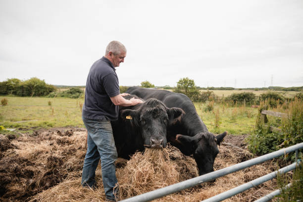 istock Taking Care of Cattle 1169738986