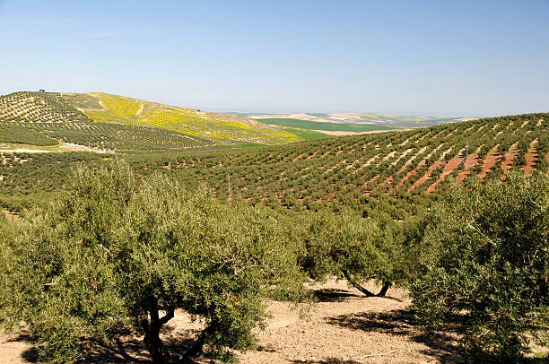 Olive Tree