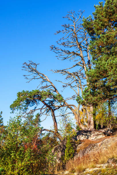 istock Dead tree on a hill in an autumn coloured forest 1169739222