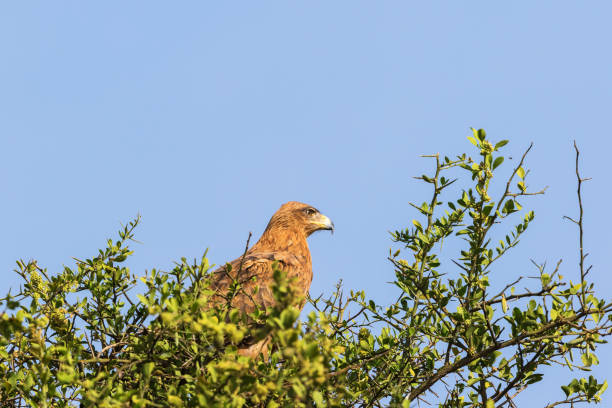 istock Bird of prey Tawny Eagle in a tree 1169739235