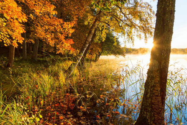 mglisty wschód słońca na plaży nad jeziorem - sun fog sky river zdjęcia i obrazy z banku zdjęć