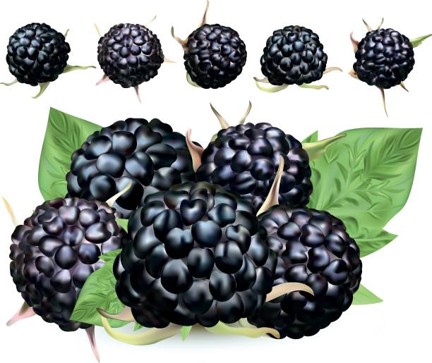 świeże jeżyny wyizolowane na białym tle. kolekcja dojrzałe czarne maliny z zielonym liściastym. letnie jagody z bliska. ilustracja wektorowa. - blackberry fruit mulberry isolated stock illustrations