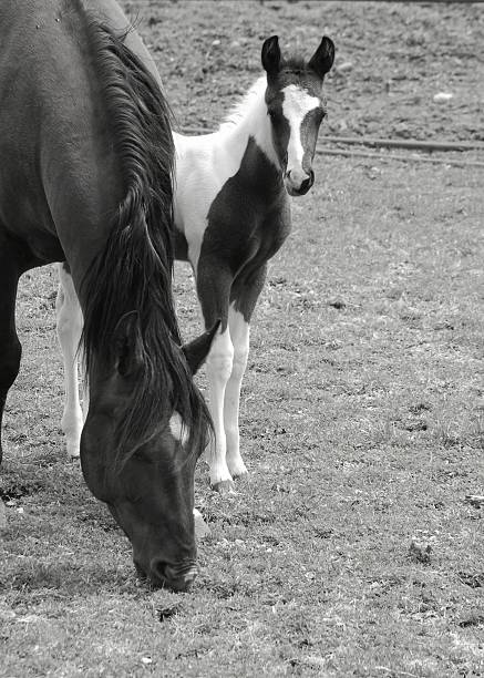 istock Paint Foal with Mother 116974146