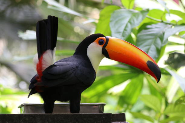istock Close up colorful Tropical Bird 1169742411