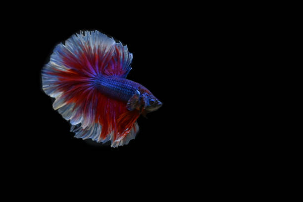 istock Beautiful fish in Thailand 1169742881