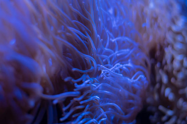 istock Corals in underwater tropical sea 1169742939