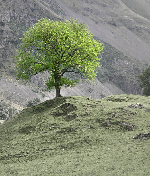 Green Tree - foto de acervo