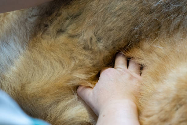 istock Examination of a german shepherd in a veterinary clinic 1169743603