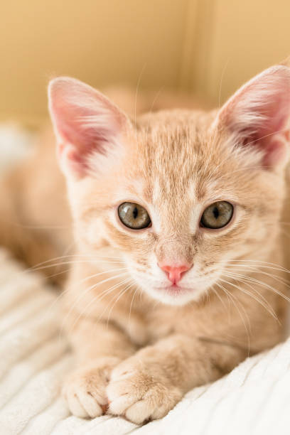 istock Young ginger kitten on white blanket, cute pet 1169743634