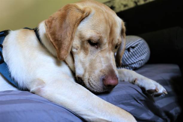 istock portrait of dog 1169744104
