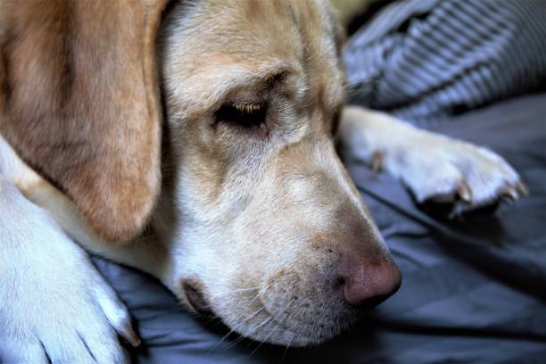 istock portrait of dog 1169744111