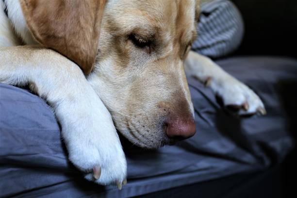 istock portrait of dog 1169744114