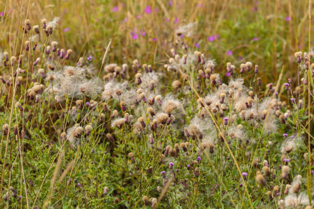 Seme-thiste buisson rose à fleurs dans un environnement naturel, parmi les fleurs sauvages - Photo