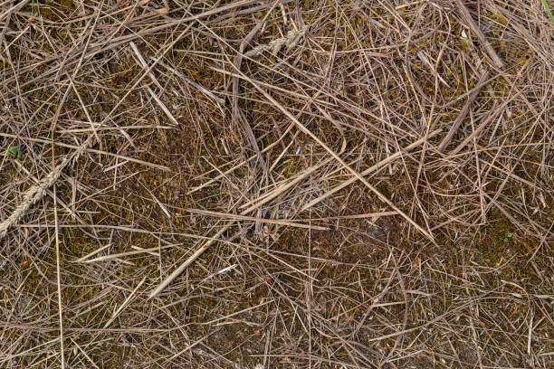 Textura seca da grama. Fundo macro da palha seca - foto de acervo