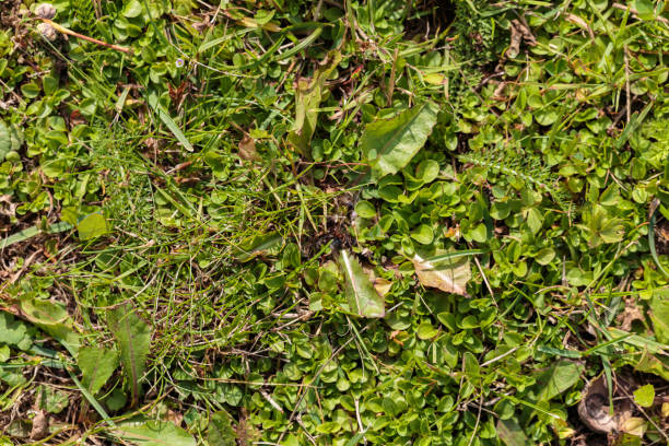 Grama verde natural no parque com ervas daninhas, fundo abstrato. - foto de acervo