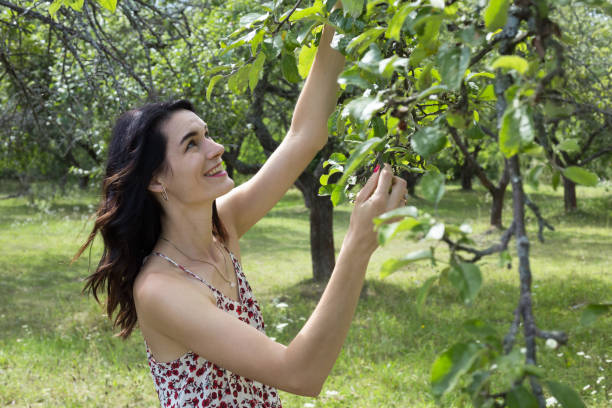 istock Woman picks apples from a tree. 1169745041