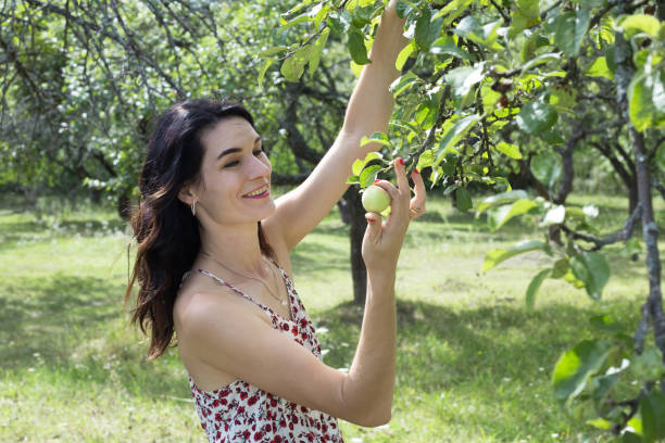 istock Woman picks apples from a tree. 1169745138