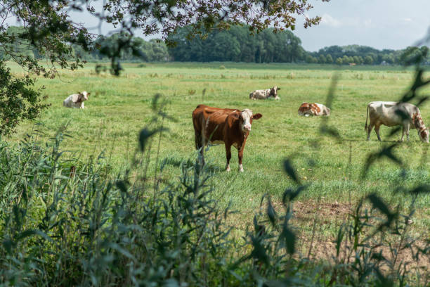 istock Curious brown cow in meadow during summer. 1169745186